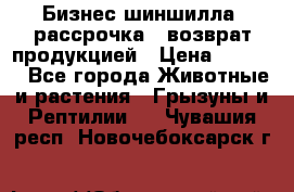 Бизнес шиншилла, рассрочка - возврат продукцией › Цена ­ 4 500 - Все города Животные и растения » Грызуны и Рептилии   . Чувашия респ.,Новочебоксарск г.